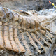 Image for article titled 16-foot dinosaur tail unearthed in Mexico is in perfect condition